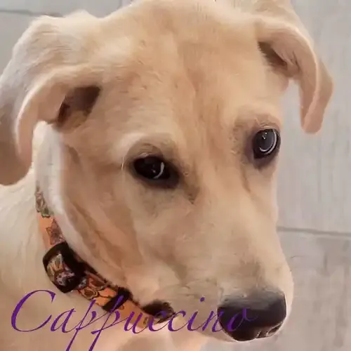 Cappuccino the yellow Lab puppy during in-home overnight pet sitting in Phoenix AZ