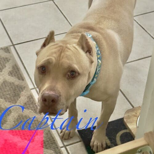 Captain the rescued Pit Bull during midday potty break visits in Glendale AZ