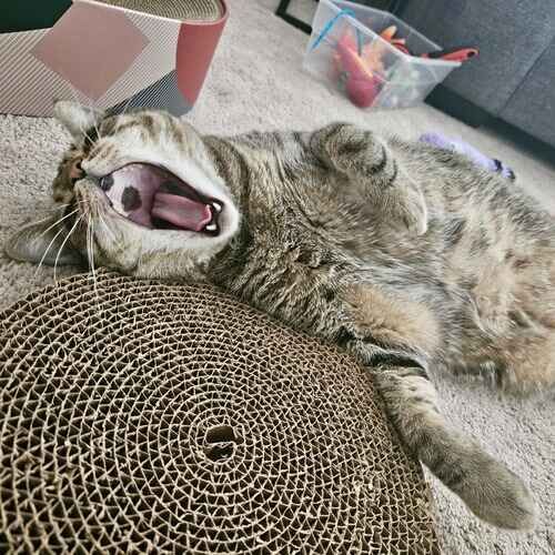 Cat lying down and yawning during a pet sitting visit in Phoenix AZ