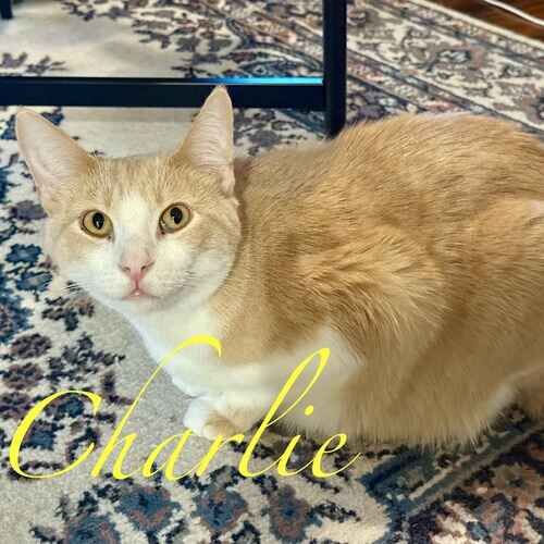 Charlie the orange and white cat perched while waiting for pets during cat sitting in Glendale AZ