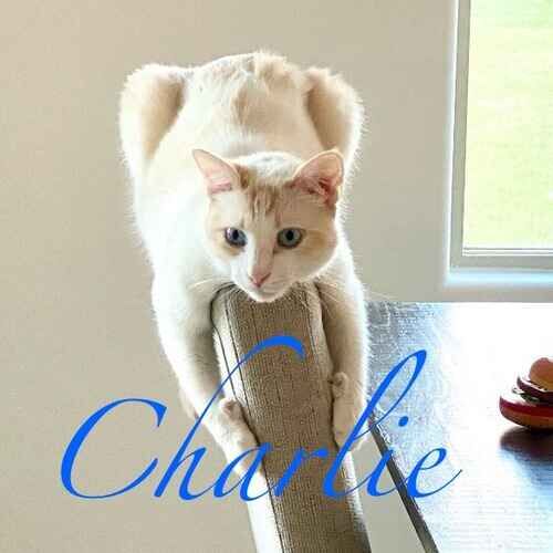 Charlie the white cat straddling the top of a chair during cat sitting visits in Glendale AZ