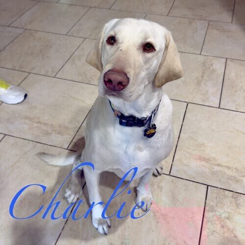 Charlie the yellow Lab sitting politely during in-home overnight pet sitting in Peoria AZ