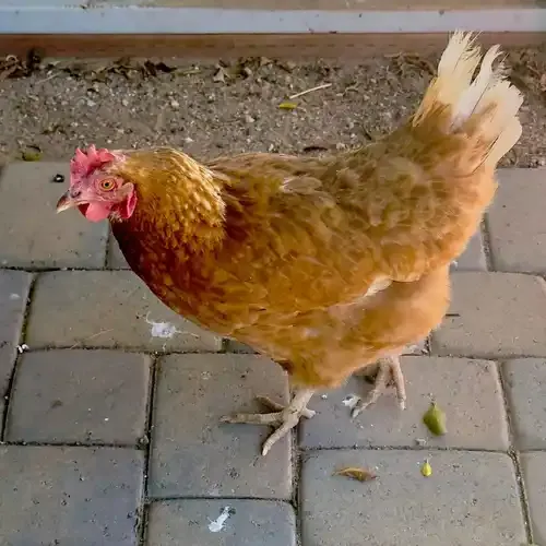 Professional pet sitter providing chicken care in Glendale AZ