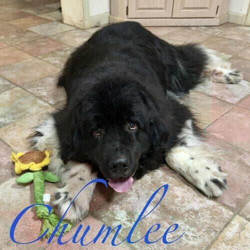 Chumlee the black and white Newfoundland during in-home overnight pet sitting in Phoenix AZ