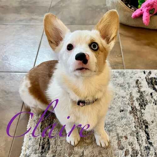 Claire the brown and white Corgi during in-home puppy training in Glendale AZ