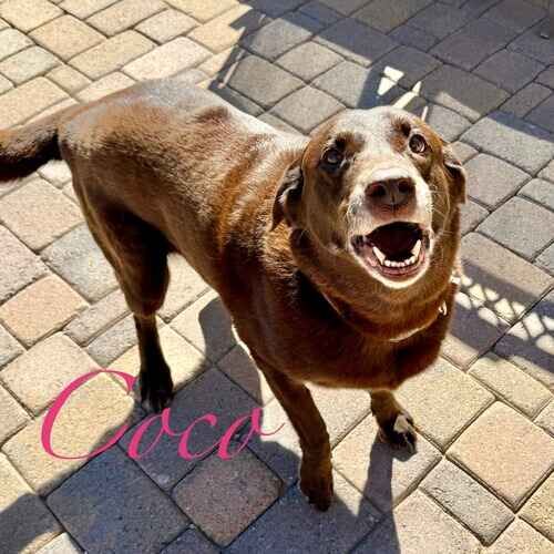 Coco the senior chocolate Lab smiling at the pet sitter to throw the ball during pet sitting visits in Arrowhead Lakes AZ