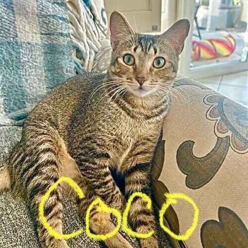 Coco the striped short hair cat sitting on a couch during an in-home cat sitting visit in Glendale AZ