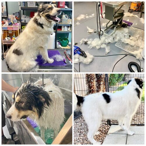 Columbus the Great Pyrenees before, during, and after dog grooming and de-shedding in Glendale AZ