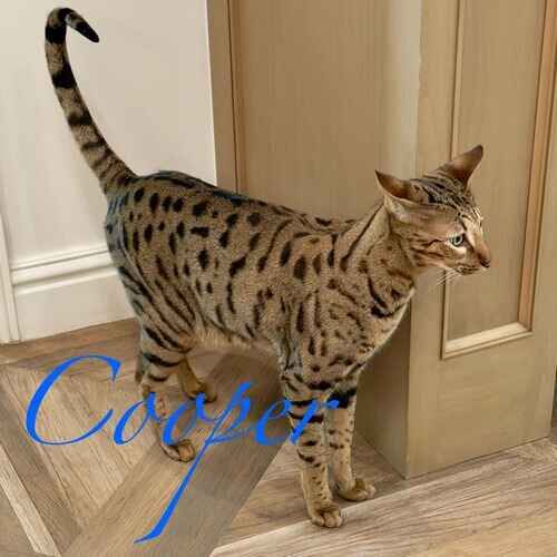 Cooper the Serval during cat sitting in Phoenix AZ