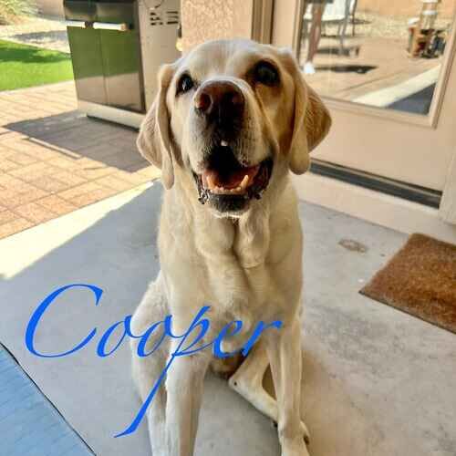 Cooper the yellow Lab during at-home positive reinforcement dog training in Glendale AZ