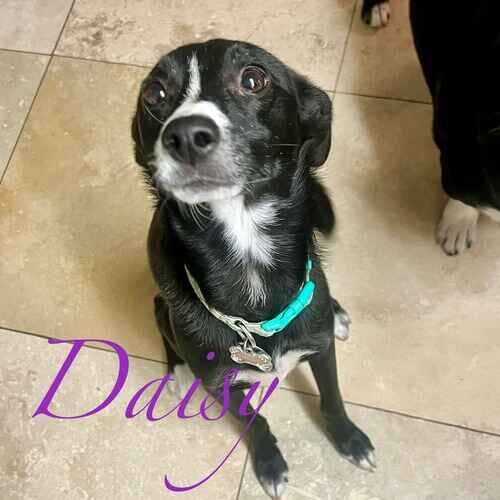 Daisy the black and white rescued puppy during at-home overnight pet sitting in Peoria AZ