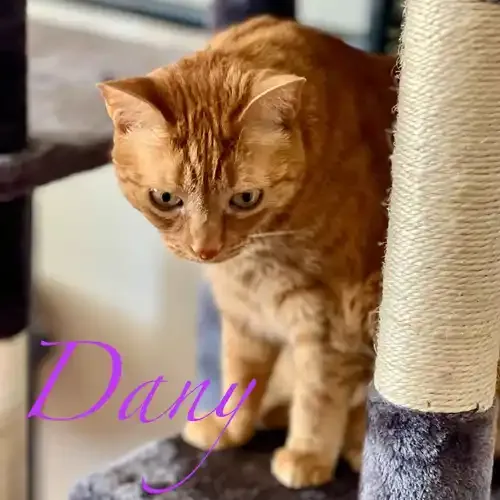 Dany the orange striped short hair tabby with an in-home cat sitter in Phoenix AZ