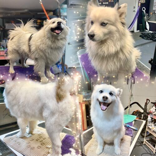 Dasher the American Eskimo before, during, and after dog grooming and de-shedding in Glendale AZ