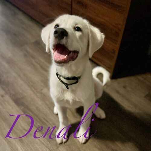 Denali the yellow Lab during positive reinforcement puppy training in-home in Phoenix AZ