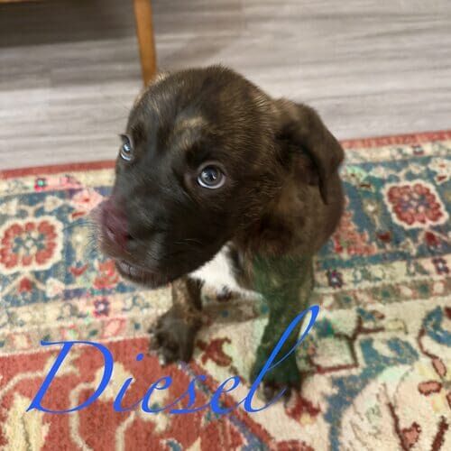 Diesl the brindled Mastiff rescue puppy during positive in-home puppy training in Glendale AZ