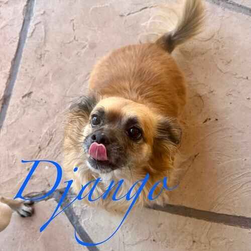 Django the tan small dog licking lips for treats from dog sitter in Phoenix AZ