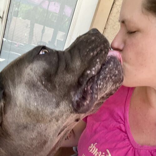 Dog trainer Kristie getting kisses from Elena the grey Cane Corso while boarding in Glendale AZ