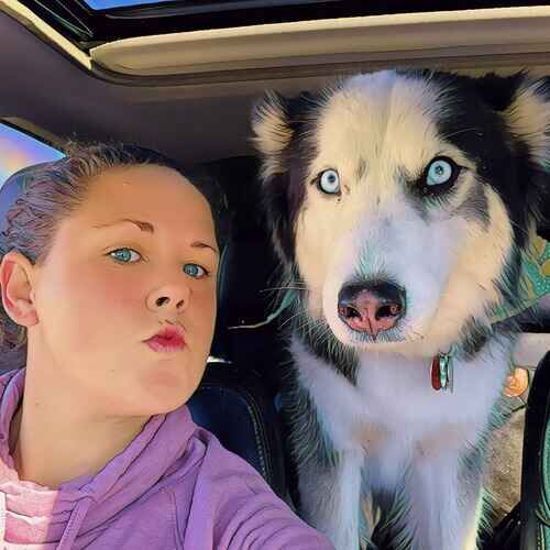 Dog trainer Kristie Halverson transporting Mason the Husky puppy for dog boarding in Glendale AZ