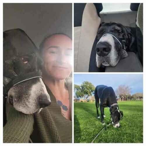 Dog walker Melissa taking Reagan the black Great Dane on a park walk in Phoenix AZ
