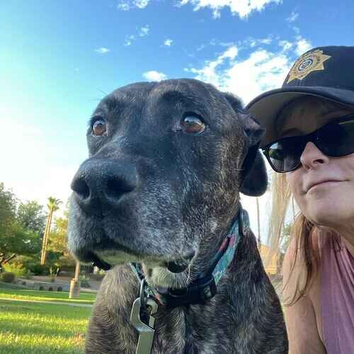 Dog walker Michelle walking Athena the bully mix in Glendale AZ