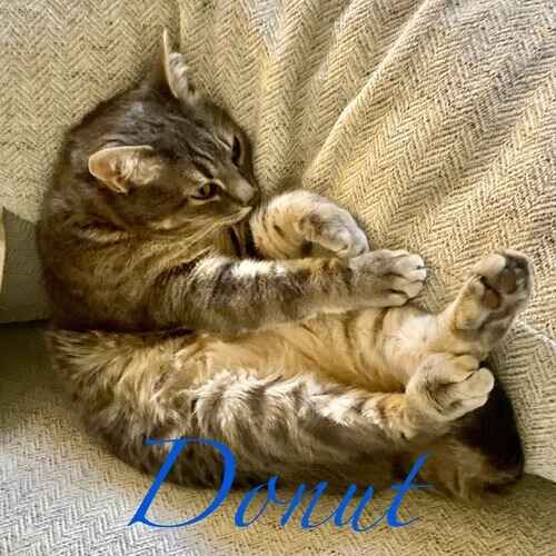 Donut the striped cat snuggling in bed during in-home cat care in Glendale AZ