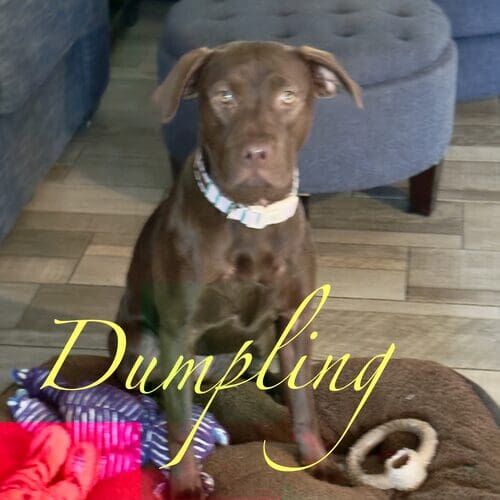 Dumpling the chocolate Lab mix foster puppy during midday pet sitting visits in Glendale AZ