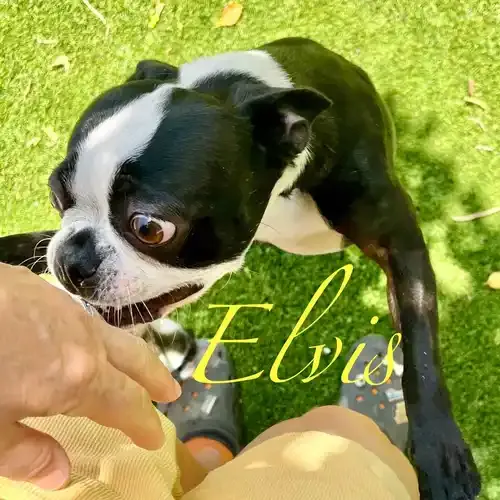 Elvis the black and white Boston Terrier eagerly greeting the pet sitter in Glendale AZ
