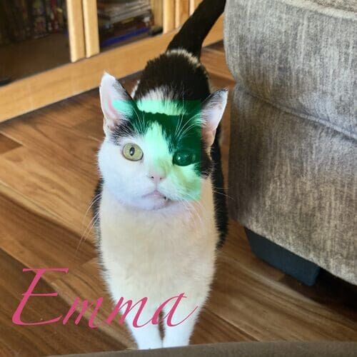 Emma the black and white senior cat receiving at-home drop-in care visits in Glendale AZ