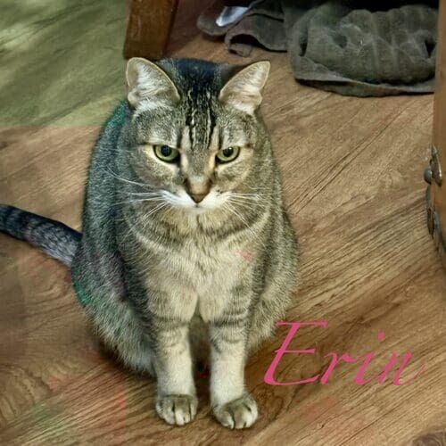 Erin the striped cat staring at a food bowl during a cat sitting visit in Phoenix AZ