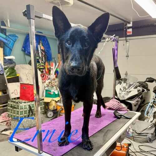 Ernie the black German Shepherd during dog bathing and de-shedding in Glendale AZ