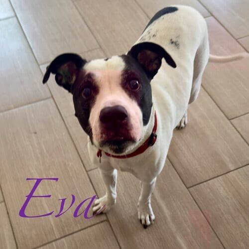 Eva the rescued fearful Pit Bull mix during in-home overnight pet sitting in Peoria AZ
