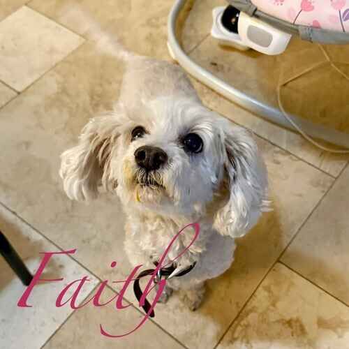 Faith the white Maltipoo during in-home pet care in Glendale AZ