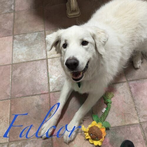 Falcor the white Great Pyrenees lying on the floor during live-in overnight pet sitting in Phoenix AZ