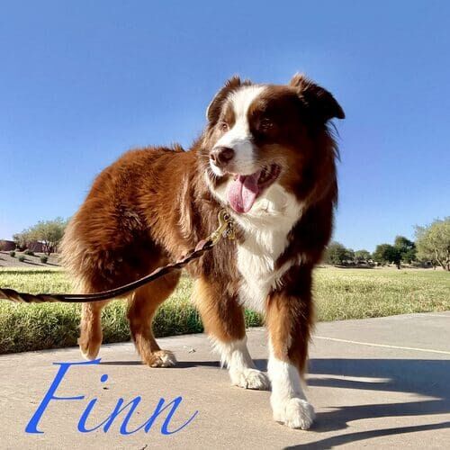 Finn the Australian Shepherd enjoying daily dog walking in Peoria AZ