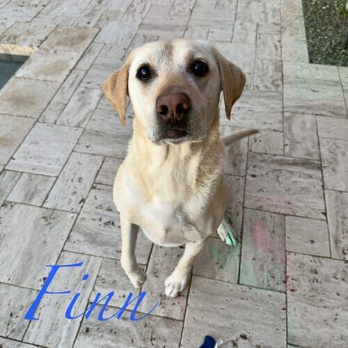 Finn the yellow Lab sitting for treats during in-home pet sitting visits in Vistancia AZ