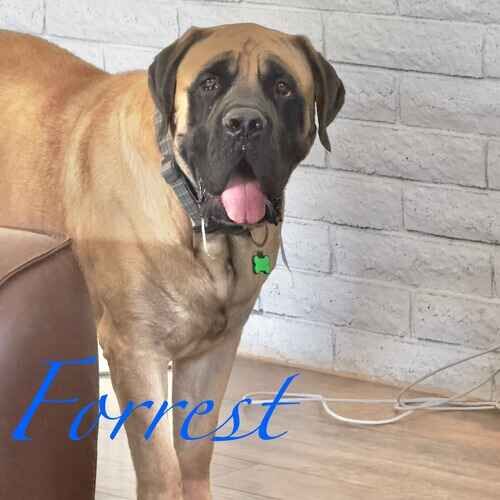 Forrest the tan Mastiff during overnight pet sitting in Phoenix AZ