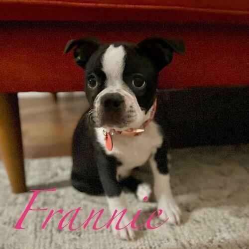 Frannie the black and white Boston Terrier sitting and waiting for the next command during in-home positive puppy training in Phoenix AZ
