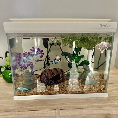 Freshwater fish care and feeding in Glendale AZ
