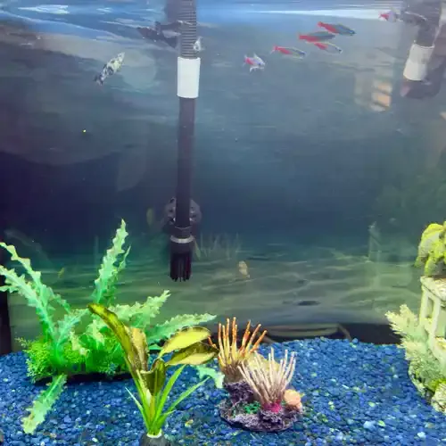 Freshwater fish feeding and care during pet sitting visits in Glendale AZ