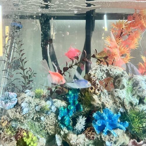 Freshwater fish tank feeding visits in Glendale AZ