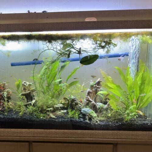 Freshwater fish tank pet sitter visits in Glendale AZ