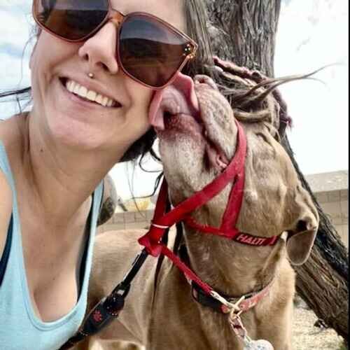 FurBabies & Friends pet sitter getting a big lick from a Pit Bull daily dog walking client in Glendale AZ