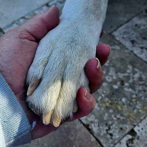 FurBabies & Friends pet sitter lovingly holding a dog's paw in Glendale AZ