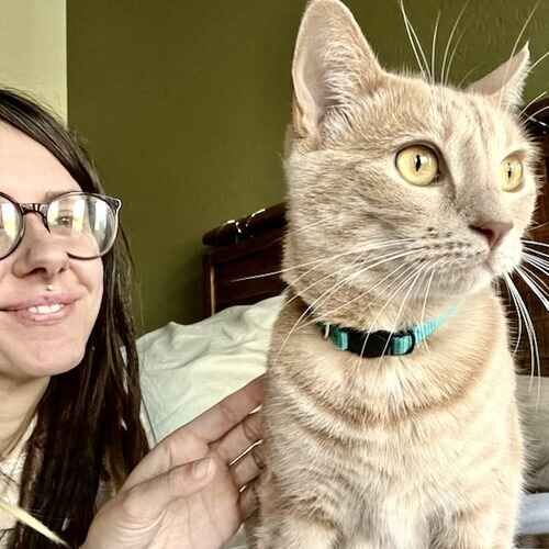FurBabies & Friends pet sitter petting a cat during overnight cat sitting in Glendale AZ