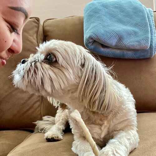 FurBabies & Friends pet sitter Priscilla getting kisses from a small white dog during at-home overnight pet sitting in Anthem AZ