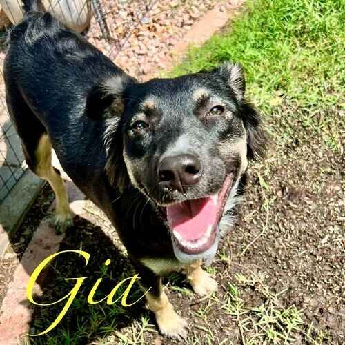 Gia the shepherd mix during dog boarding in Glendale AZ