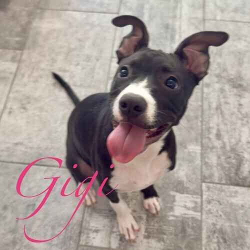 Gigi the black and white Pit Bull puppy during positive reinforcement in-home puppy training in Phoenix AZ