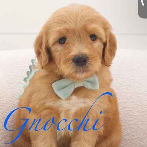 Gnocchi the Goldendoodle puppy sitting perfectly during positive reinforcement puppy training in Glendale AZ