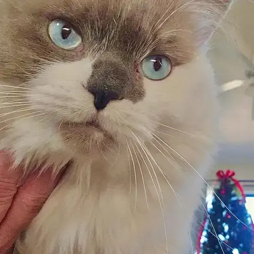 Gorgeous the grey and white blue-eyed cat during cat sitting in Phoenix AZ