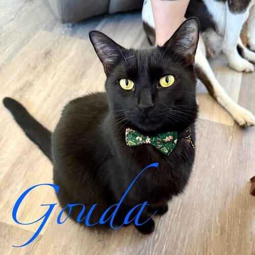 Gouda the black cat wearing a bowtie looking curiously at the pet sitter in Peoria AZ